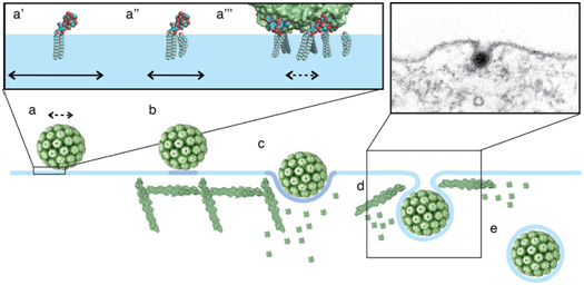 Illustration Valency and Geometry of Multivalent Glycolipid Binding as Cellular Targeting Mechanism in Viral Infection